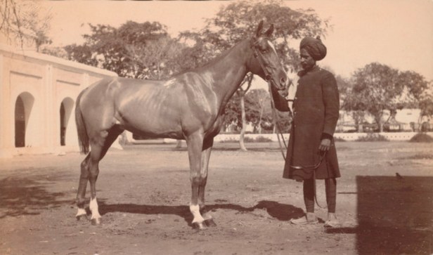 Polo pony / British India 1910