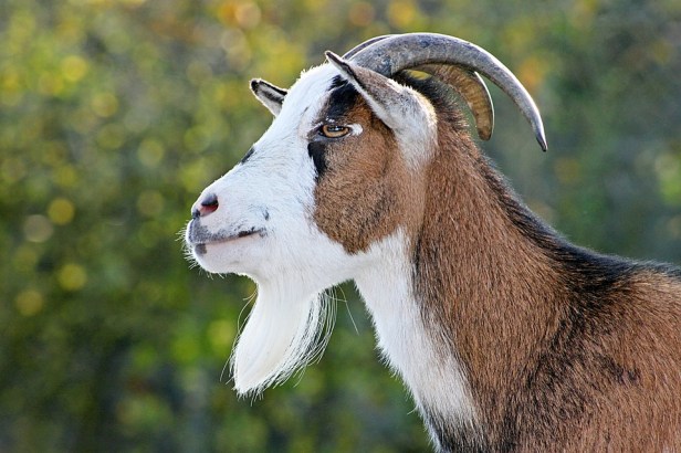 bearded goat